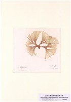 藏品(扇形囊模藻)的圖片